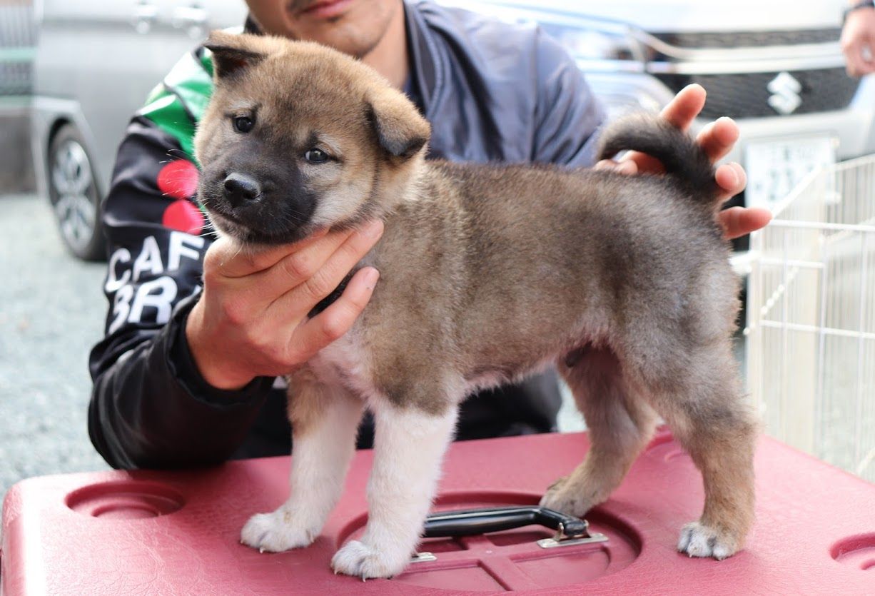紀州犬子犬の飼い主様募集中 Day By Day 紀州犬犬舎 健悠庵のブログ 紀州犬子犬の飼い主様募集中 Day By Day 紀州犬犬舎 健悠庵のブログ