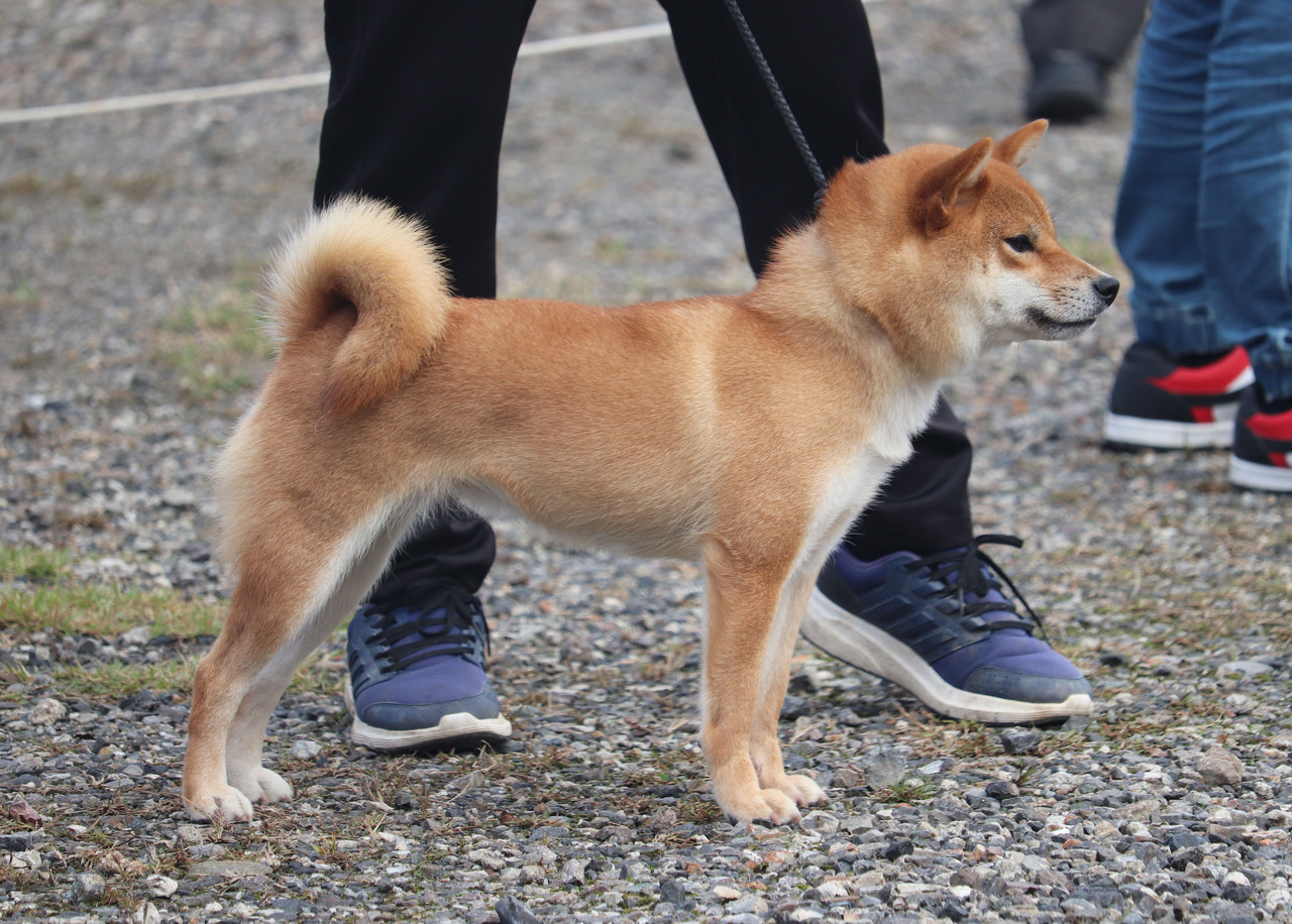 19年10月26日 Day By Day 紀州犬犬舎 健悠庵のブログ 19年10月26日 Day By Day 紀州犬犬舎 健悠庵のブログ