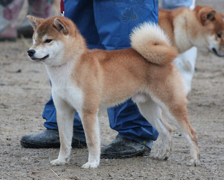 平成27年度日本犬全国展覧会☆～柴犬の巻～ : Day by Day