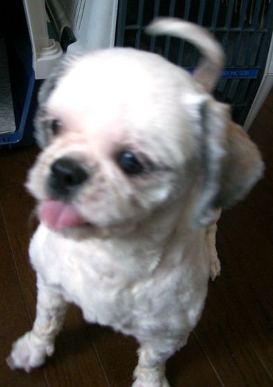 丸刈りシーズーちゃん Day By Day 紀州犬犬舎 健悠庵のブログ