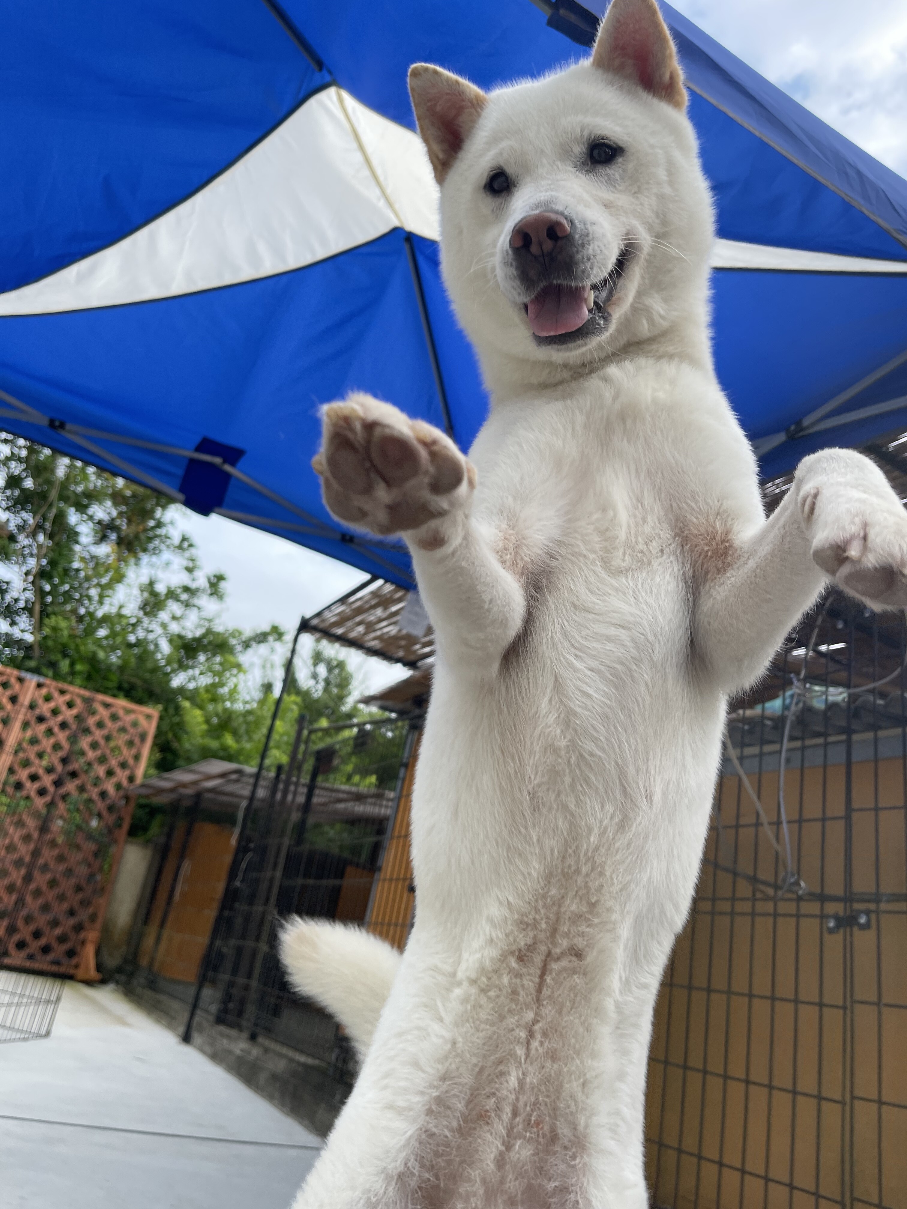 Day By Day 紀州犬犬舎 健悠庵のブログ