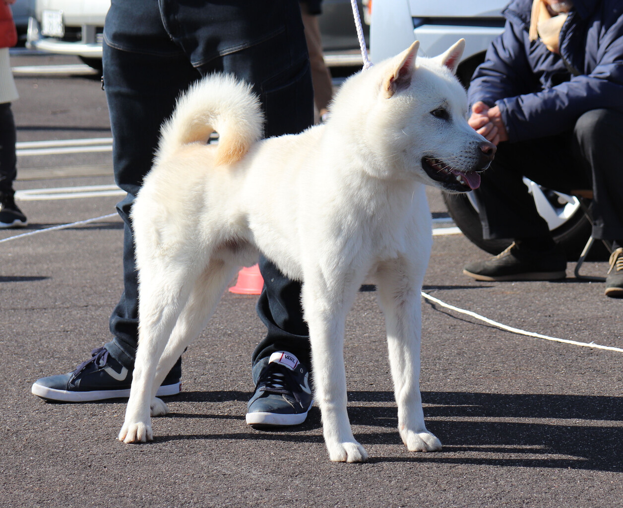 三重観賞会 中型出陳犬の巻 Day By Day 紀州犬犬舎 健悠庵のブログ 三重観賞会 中型出陳犬の巻 Day By Day 紀州犬犬舎 健悠庵のブログ