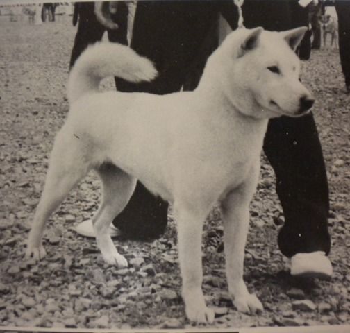 雪桜姫号】 : Day by Day ~紀州犬犬舎 健悠庵のブログ~