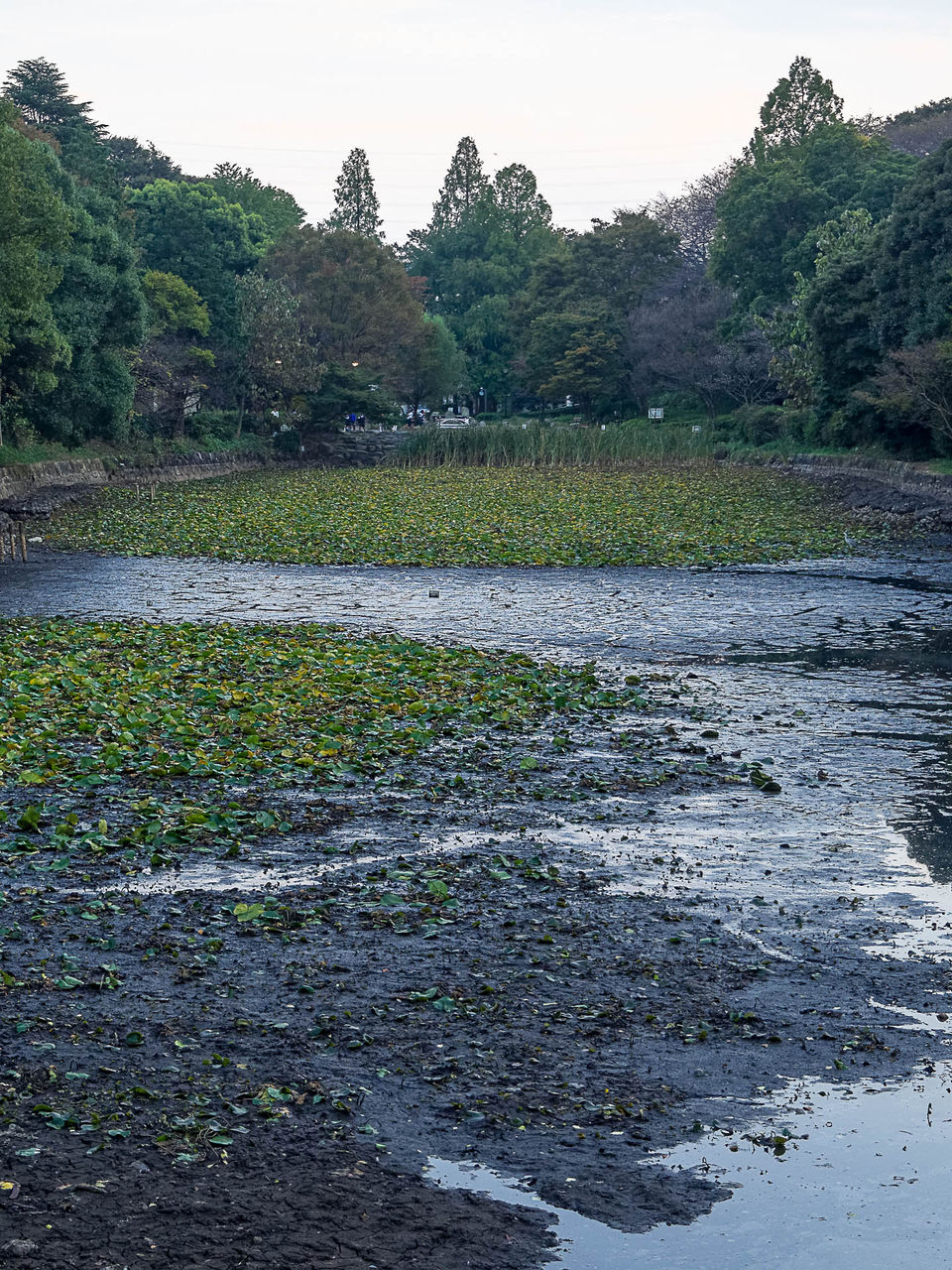 夜の三ツ池公園 Kenji4908のブログ 夜の三ツ池公園 Kenji4908のブログ