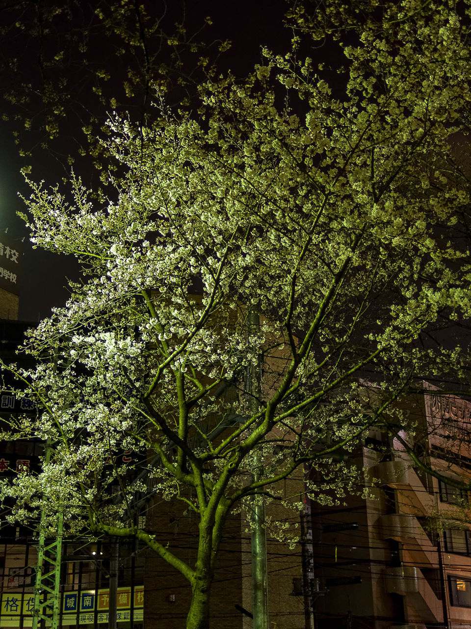 川崎駅西口の夜桜 Kenji4908のブログ 川崎駅西口の夜桜 Kenji4908のブログ