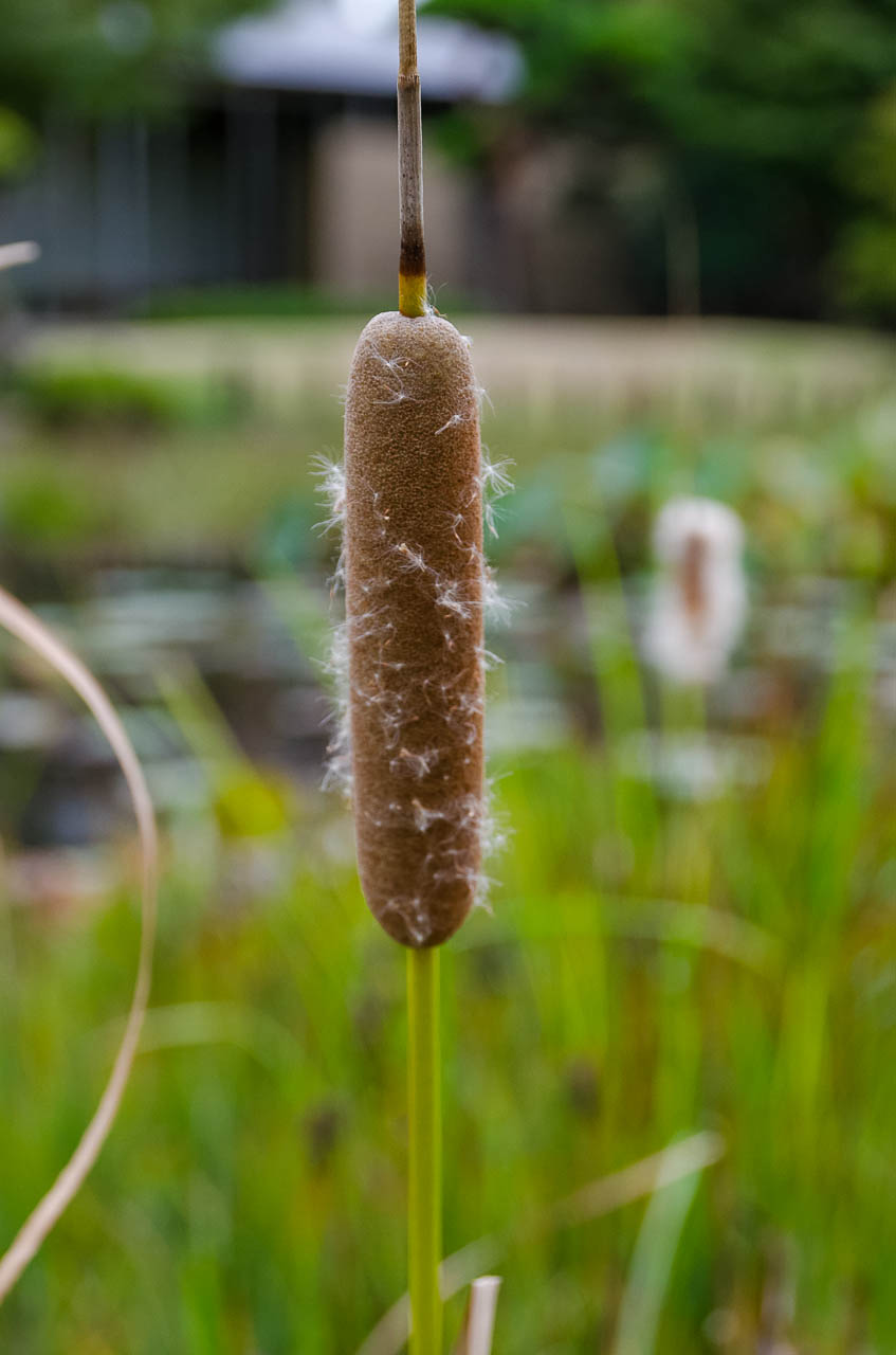 ガマの穂が破裂する Kenji4908のブログ ガマの穂が破裂する Kenji4908のブログ