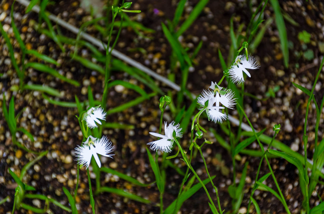 花木園の白い花たち Kenji4908のブログ