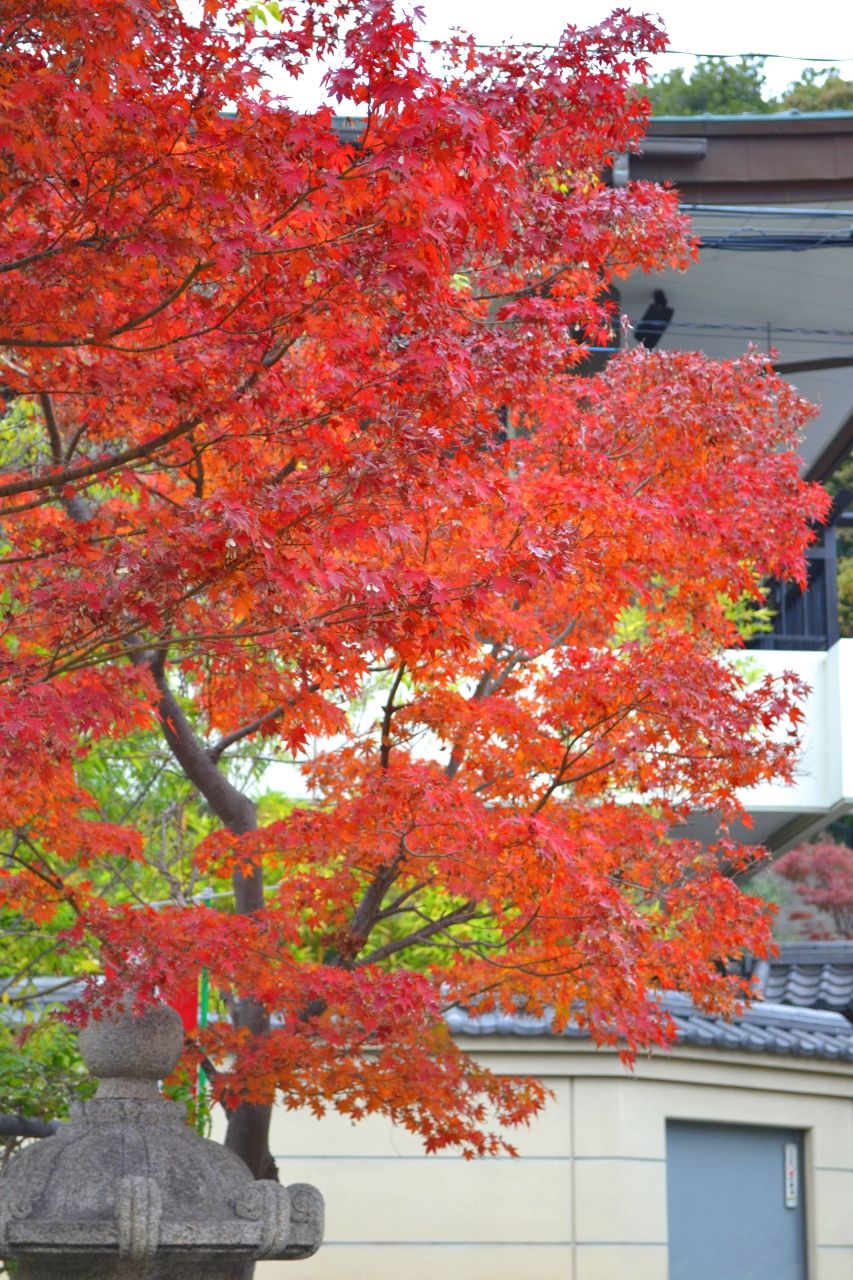 紅葉☆ 九年庵の紅葉(佐賀県) ｜紅葉名所2025