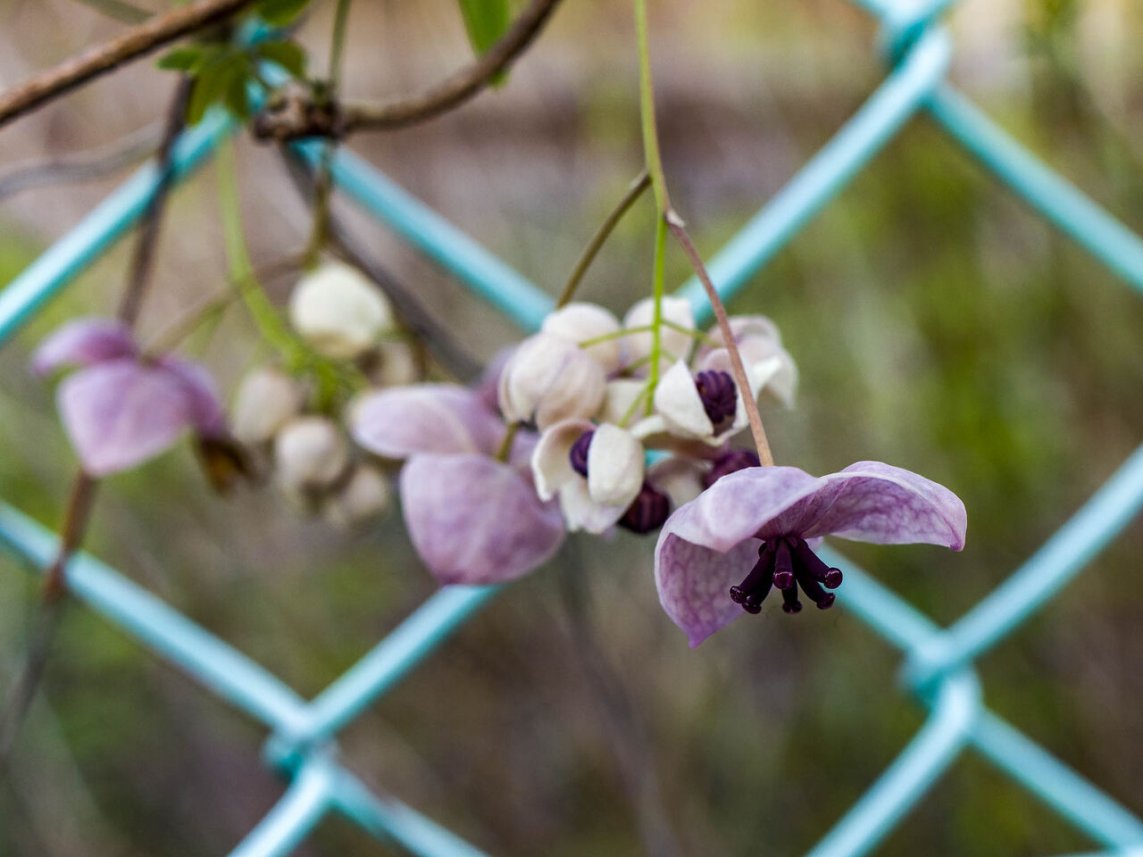 アケビの花が Kenji4908のブログ