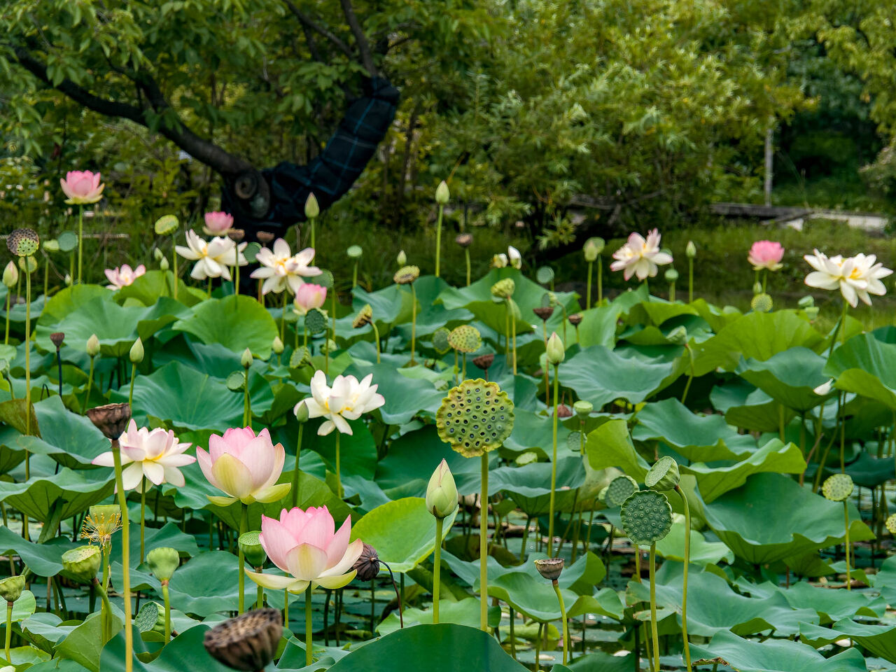 馬場花木園の夏の花 Kenji4908のブログ 馬場花木園の夏の花 Kenji4908のブログ