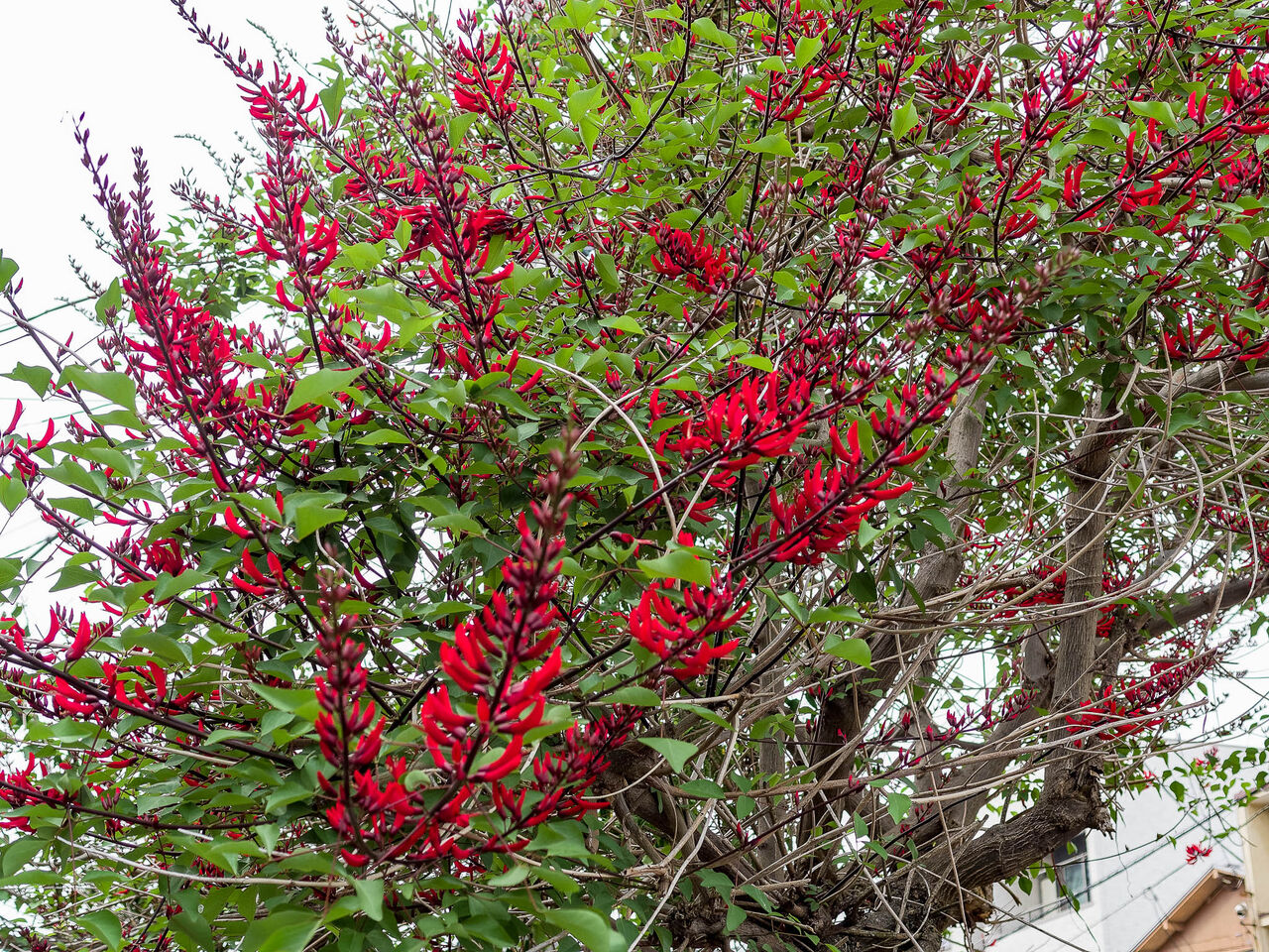 珊瑚刺桐の花 Kenji4908のブログ