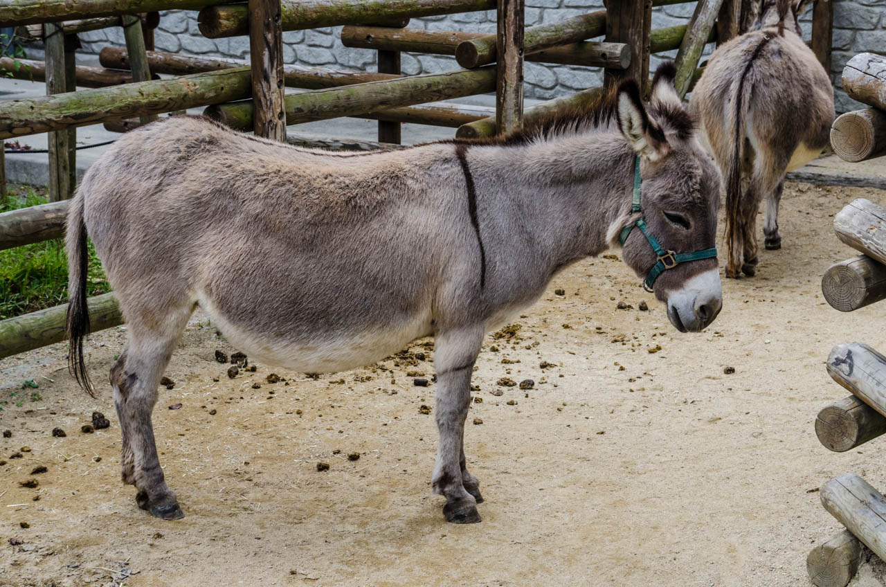 到津の森公園 Kenji4908のブログ