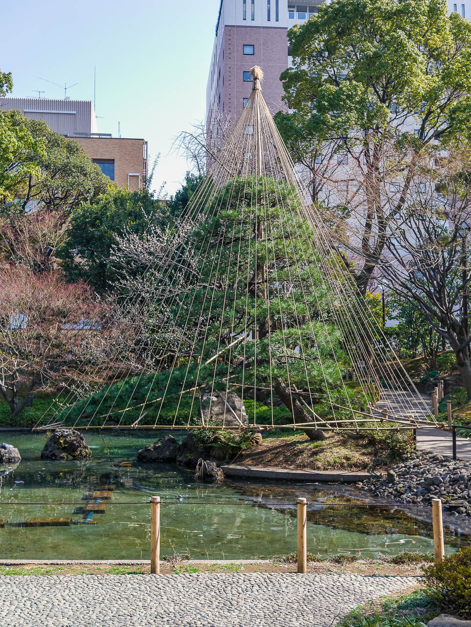 横浜公園の雪吊り Kenji4908のブログ