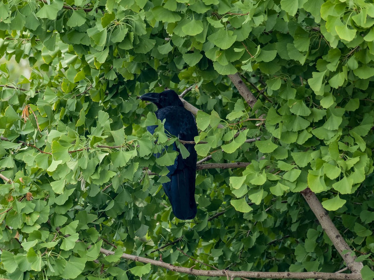カラス 夜中 鳴く カラスが夜に鳴く理由って 驚くべき5つの意味 徹底検証