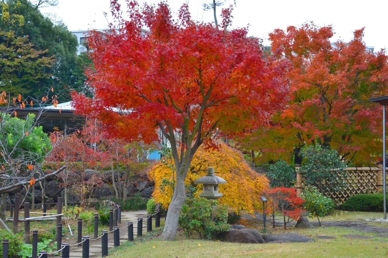 紅葉を求めて 馬場花木園編 Kenji4908のブログ 紅葉を求めて 馬場花木園編 Kenji4908のブログ