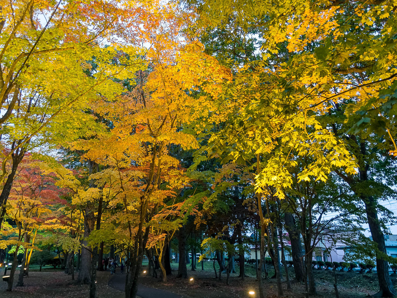 紅葉の香雪園ライトアップ Kenji4908のブログ 紅葉の香雪園ライトアップ Kenji4908のブログ