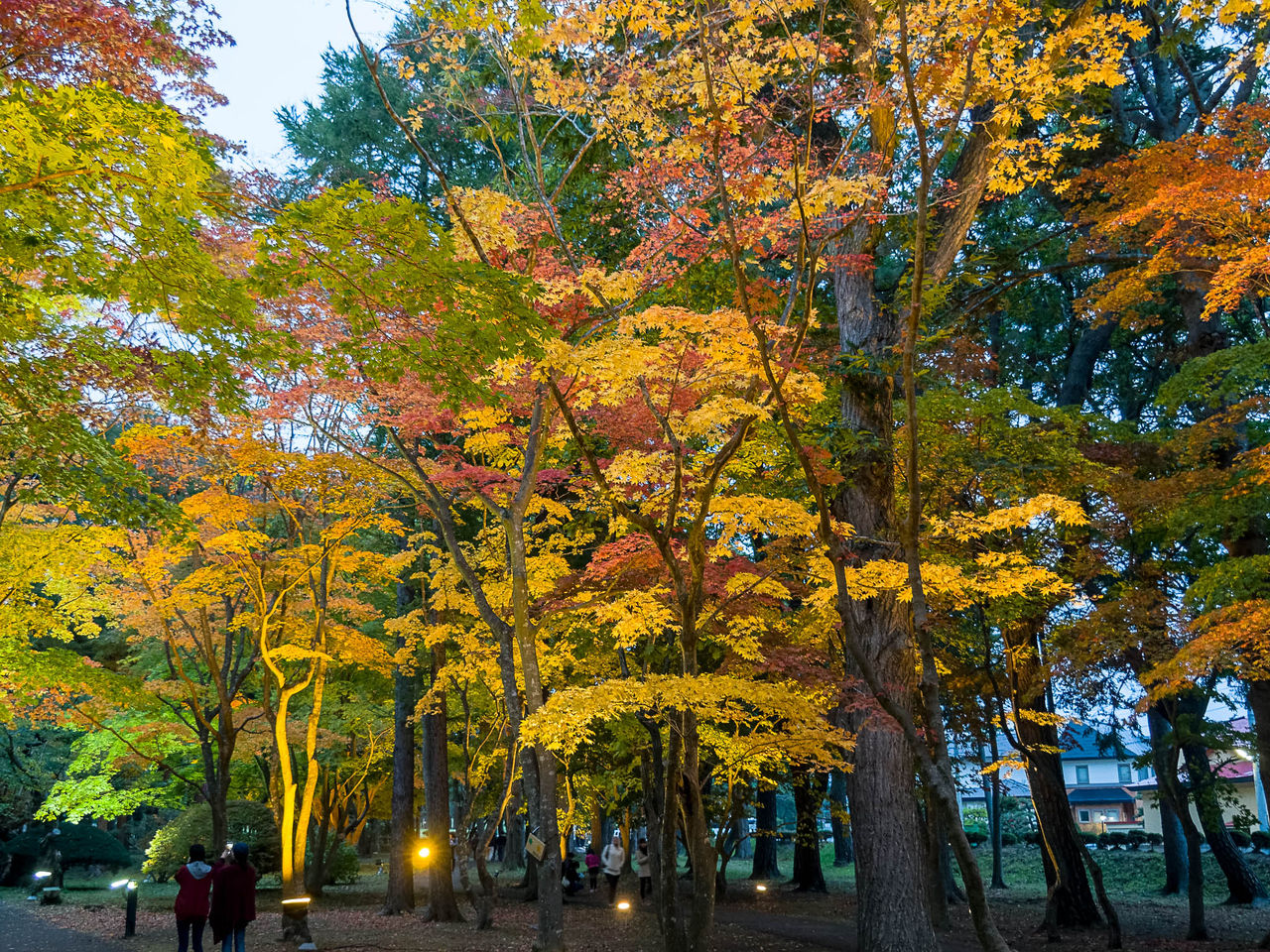 紅葉の香雪園ライトアップ Kenji4908のブログ 紅葉の香雪園ライトアップ Kenji4908のブログ
