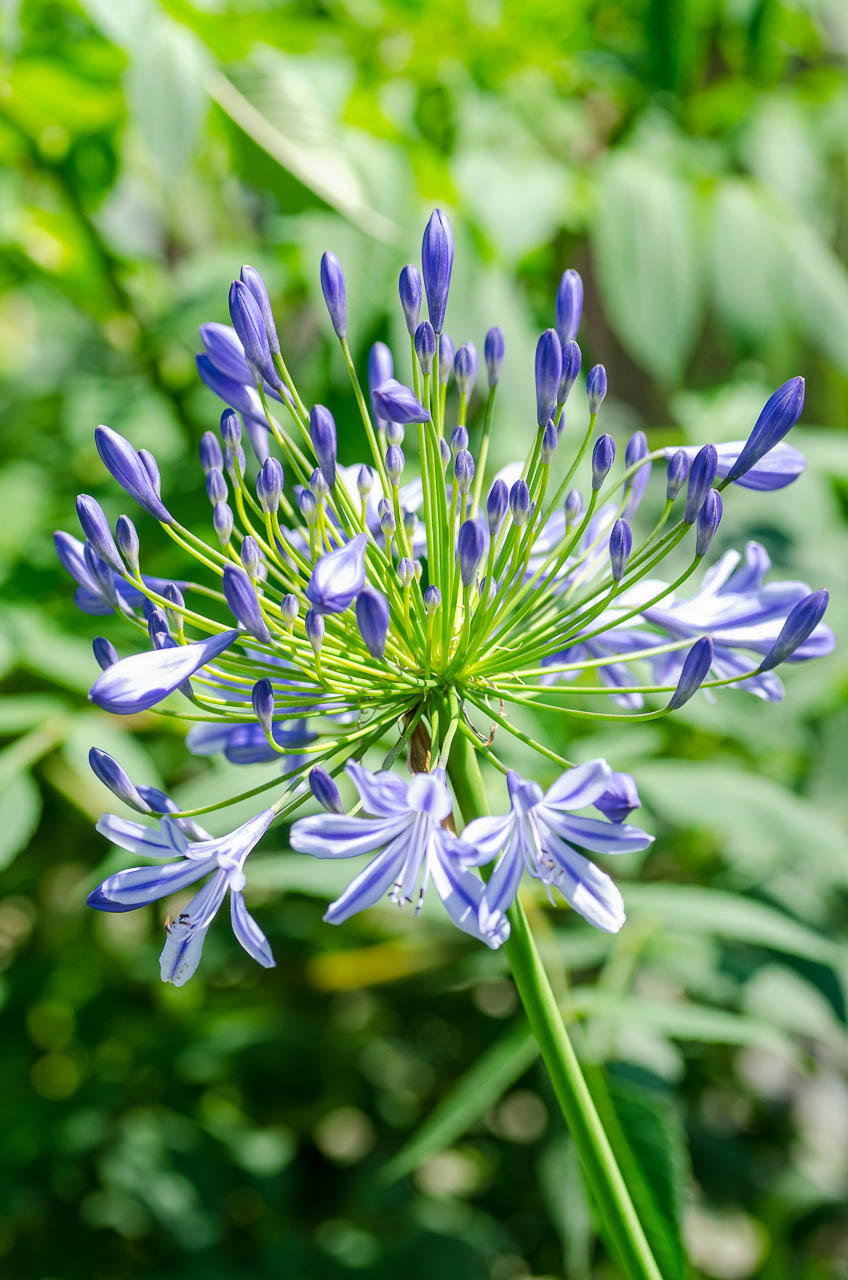 タチアオイ 14 Kenji4908のブログ