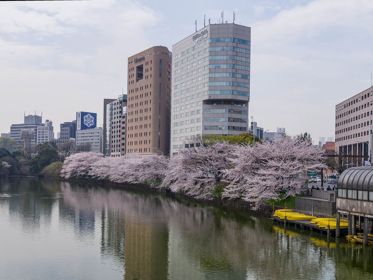 市ヶ谷の土手とお堀沿いの桜 Kenji4908のブログ