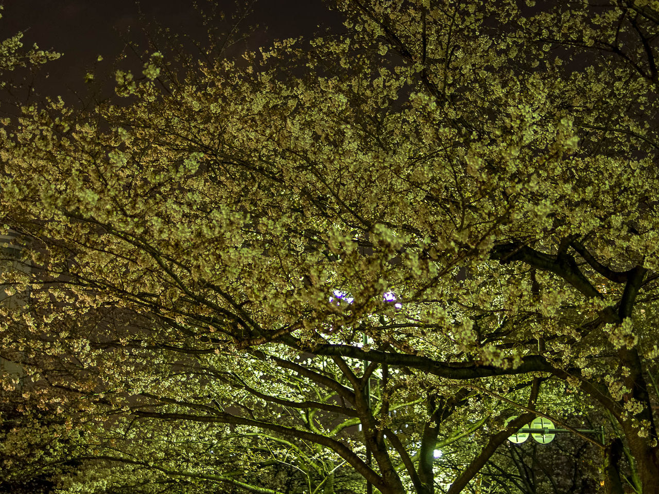 川崎駅西口の夜桜 Kenji4908のブログ 川崎駅西口の夜桜 Kenji4908のブログ