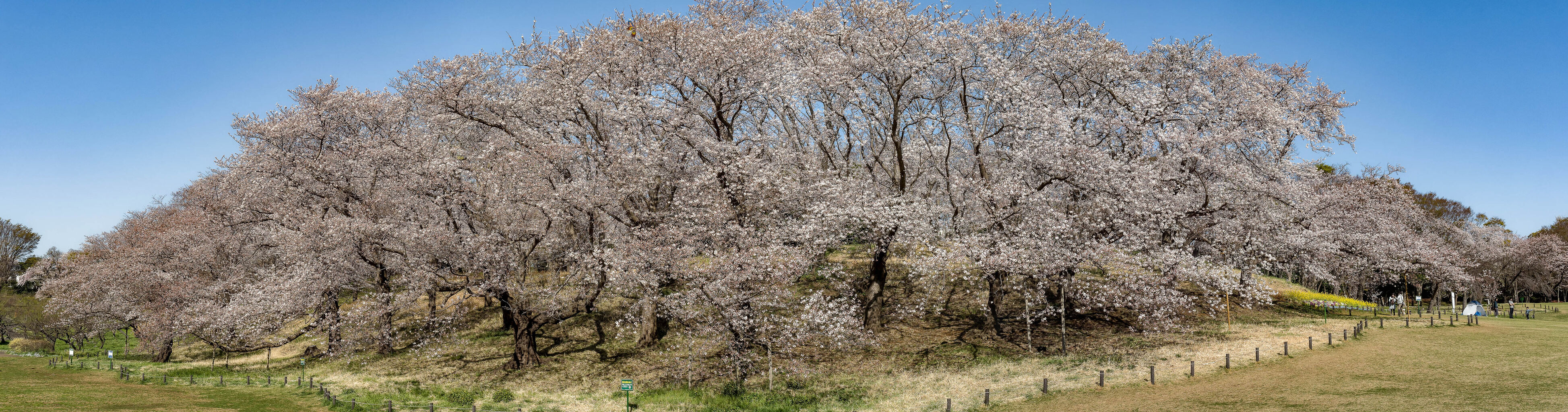 根岸森林公園の桜 Kenji4908のブログ 根岸森林公園の桜 Kenji4908のブログ