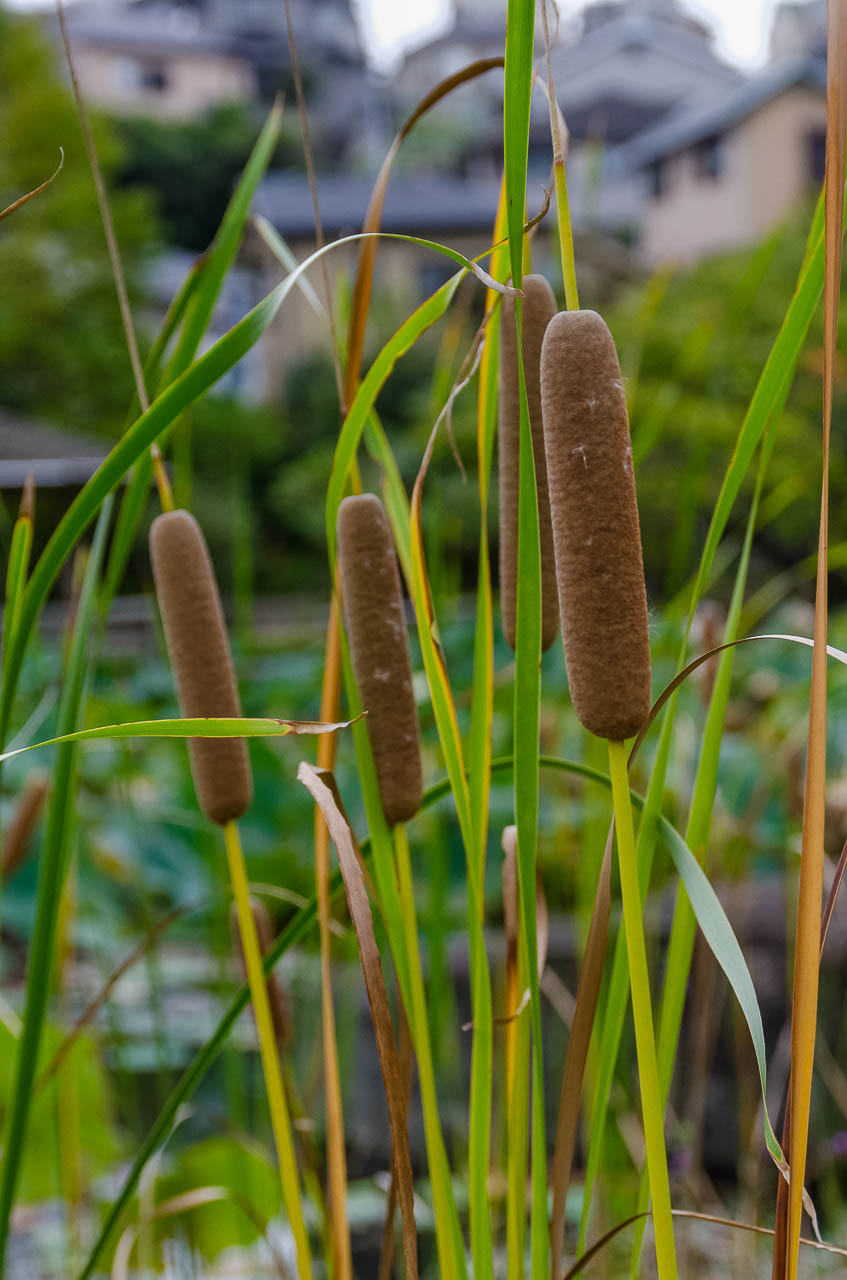 ガマの穂が破裂する Kenji4908のブログ ガマの穂が破裂する Kenji4908のブログ