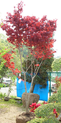 秋のお庭の楽しみ1 知っ得 ガ デン工事 ガ デン工房 ふう き てい 楓季庭