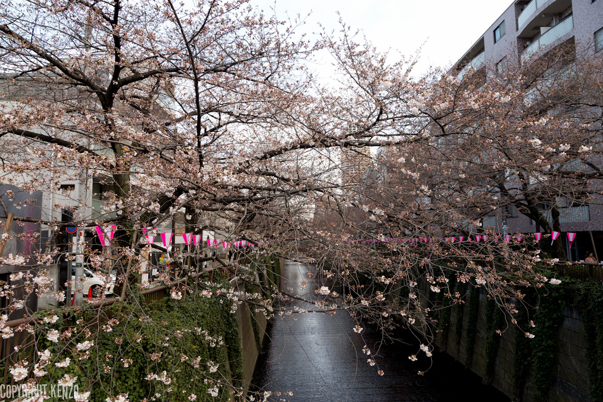 Kenzoブログ いつもココロにカメラを 桜15 中目黒開花状況 Kenzoブログ いつもココロにカメラを 桜15 中目黒開花状況