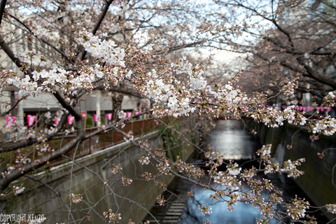中目黒_桜_20150324_2
