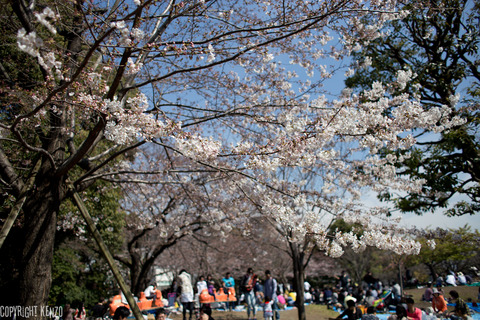 中目黒_桜_20150328_3