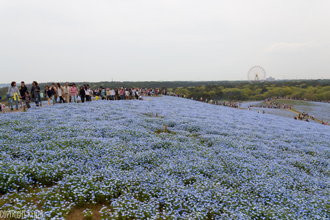 ひたちなか海浜公園ネモフィラ_5