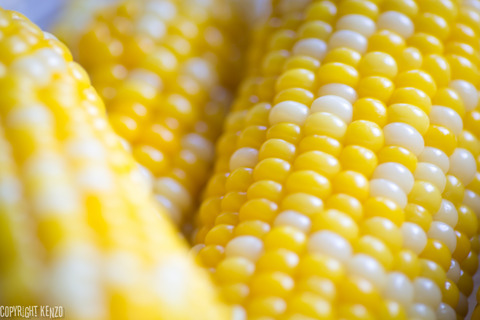 とうもろこし_忍野八海_2