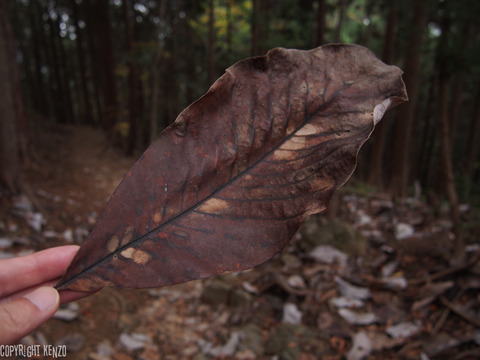 日の出山_つるつる温泉_登山_33