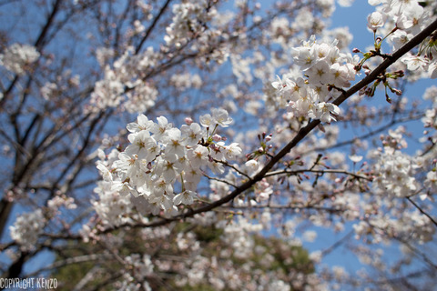 中目黒_桜_20150328_1