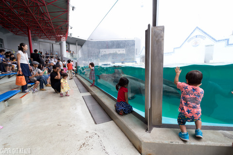 品川水族館_2