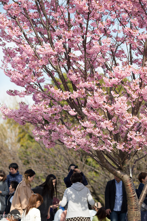 中目黒_桜_20150328_5