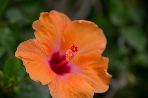 ハワイの花_1