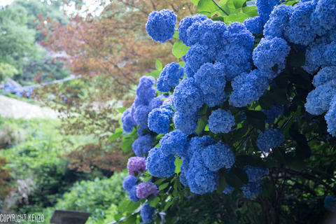 山形_立正寺_7