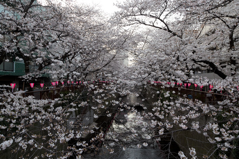 中目黒_花見_2014_1