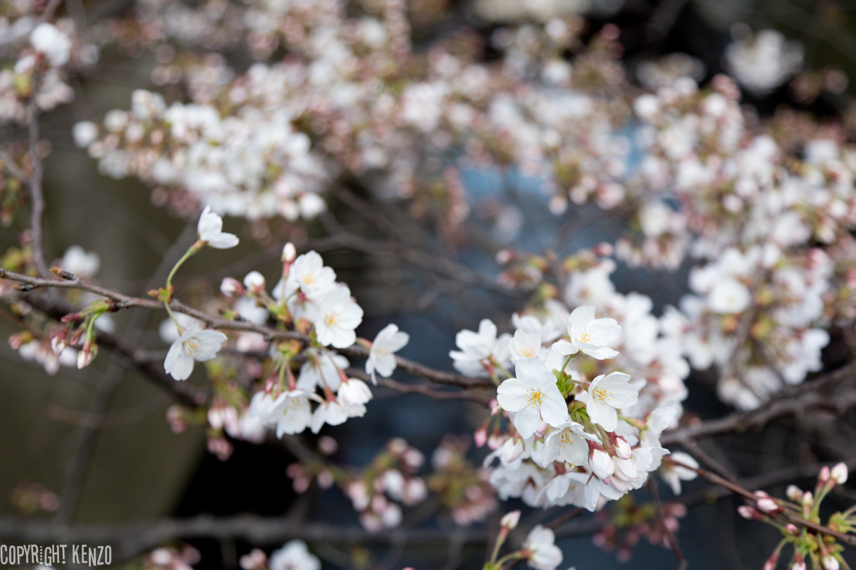 Kenzoブログ いつもココロにカメラを 桜15 中目黒開花状況 Kenzoブログ いつもココロにカメラを 桜15 中目黒開花状況