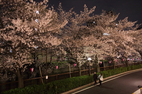 中目黒_夜桜_2