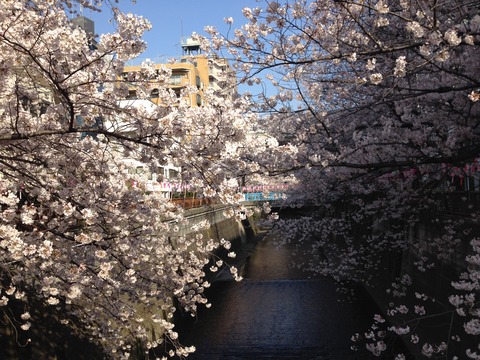 中目黒桜2015_02