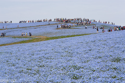 ひたちなか海浜公園ネモフィラ_9