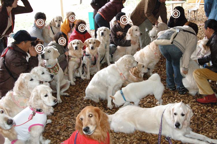 英国ゴールデンレトリバーのオフ会に行ってきました 犬蔵 英国ゴールデンレトリバーのオフ会に行ってきました 犬蔵