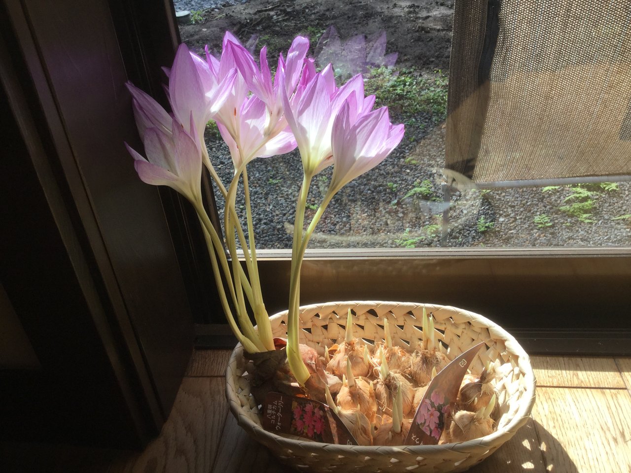 Vol 3133 コルチカム かえるのひとりごと Vol 3133 コルチカム かえるのひとりごと