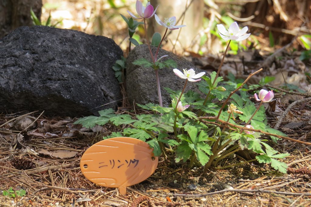 Vol フタマタイチゲ かえるのひとりごと