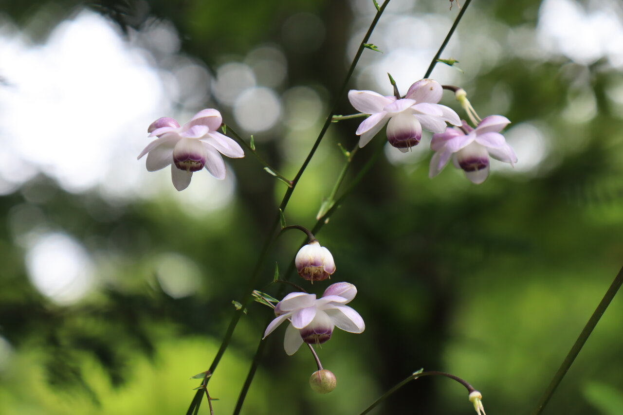 Vol 4347 レンゲショウマ咲く かえるのひとりごと