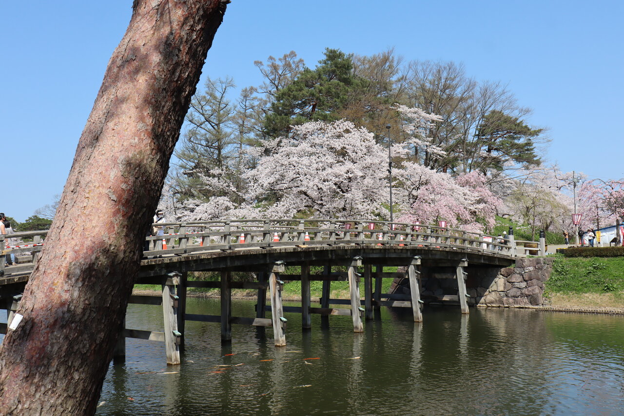 Vol 4257 上越 高田城の桜 かえるのひとりごと
