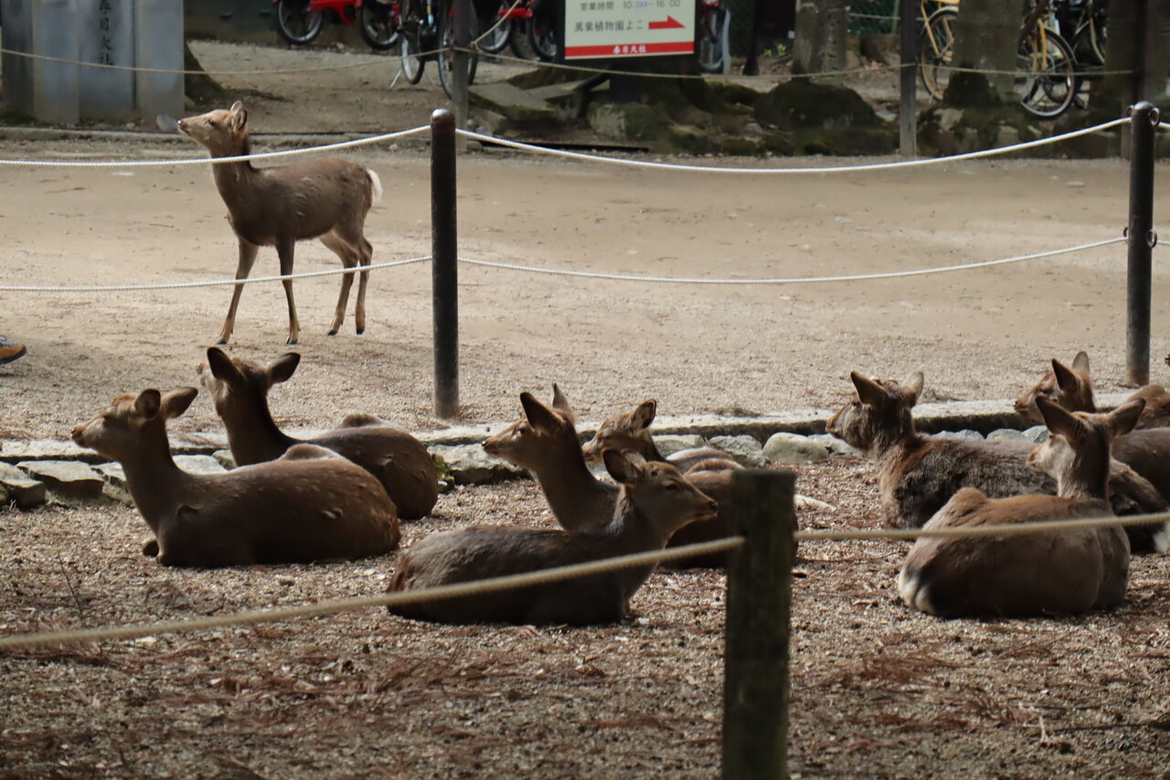 鹿像 楽天市場】立つ鹿 Standing Reindeer 920x350x1700mm 強化プラスチック