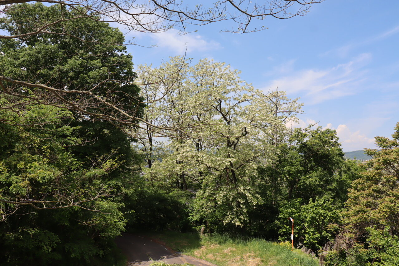 Vol.4297 ニセアカシアの森に : かえるのひとりごと